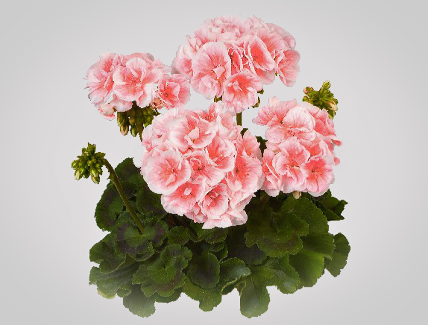 Balk Nov Kv Tiny Pelargonium Zonale Salmon Queen Kv Tiny Blov