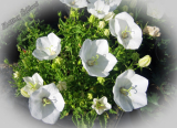 Campanula carpatica 'White Clips'