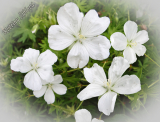 Geranium sanguineum 'Album'