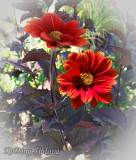 Heliopsis helianthoides var. scabra 'Bleeding Hearts'