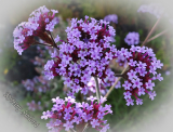 Verbena bonariensis