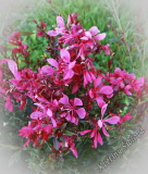 Gaura lindheimeri 'Red'