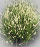 Pennisetum alopecuroides 'Little Bunny'