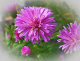 Aster novi-belgii 'Showmaker'