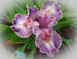 Iris 'Stylish Miss' (SDB)