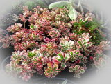 Sedum spurium 'Tricolor'