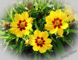 Coreopsis grandiflora 'Baby Sun'