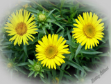 Inula ensifolia