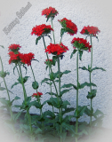 Lychnis chalcedonica