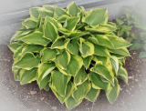 Hosta 'Pilgrim'