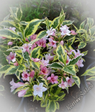 Weigela florida 'Variegata'