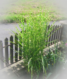 Miscanthus sinensis 'Zebrinus'