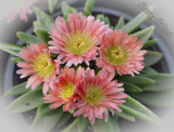 Delosperma sutherlandii 'Peach Star'