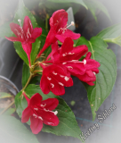 Weigela florida 'Eva Rathke'