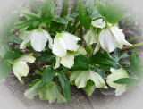 Helleborus  orientalis