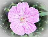 Geranium sanguineum var. striatum