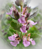 Teucrium chamaedrys