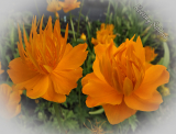 Trollius chinensis 'Golden Queen'