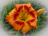 Hemerocallis 'All Fired Up'