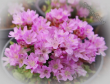 Armeria juniperifolia 'Brookside'