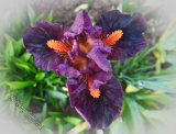 Iris 'Outspoken' (SDB)