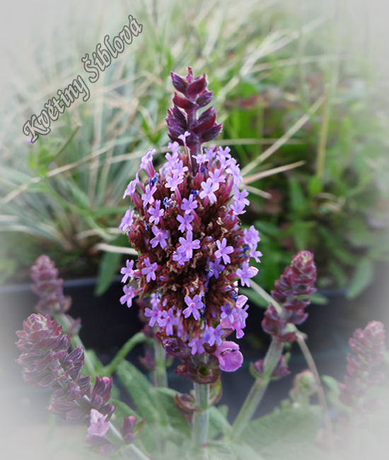 Salvia nemorosa 'Merleau Rose'