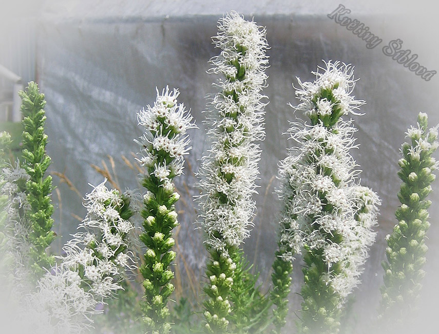 Liatris spicata 'Floristan White'