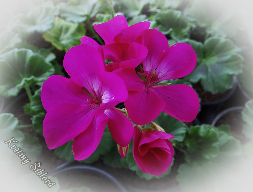 Pelargonium zonale 'Penve' | Květiny Šíblová