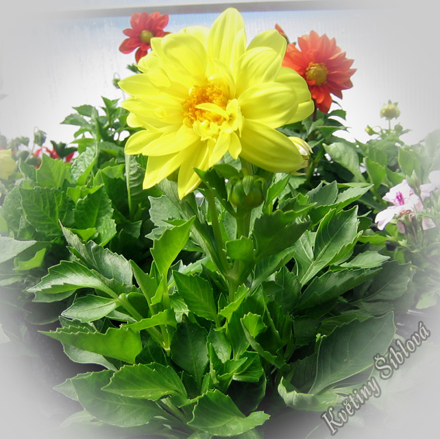 Dahlia variabilis Figaro Mix | Květiny Šíblová